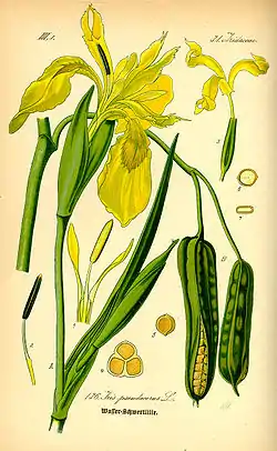 Keltakurjenmiekka (Iris pseudacorus)