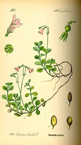 Flora von Deutschland, Österreich und der Schweiz 1885