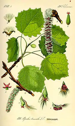 Metsähaapa (Populus tremula)