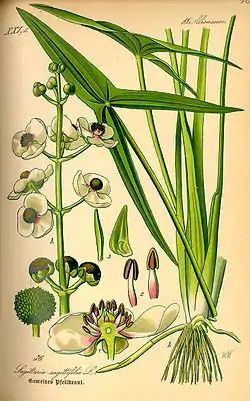 Pystykeiholehti (Sagittaria sagittifolia)