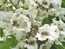 Alabamantrumpettipuu (Catalpa bignonioides)