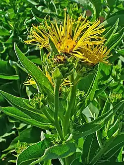 Isohirvenjuuri (Inula helenium)