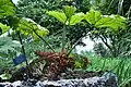 Gunnera mexicana