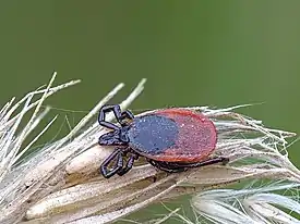 Puutiainen (Ixodes ricinus)