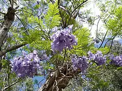 Jakaranda (Jacaranda mimosifolia)