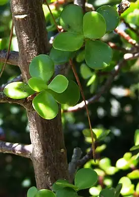 Portulacaria