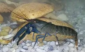 Cherax boesemani