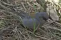 Junco hyemalis caniceps