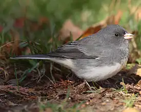 Alalajin Junco hyemalis hyemalis edustaja