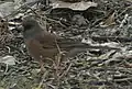 Junco hyemalis mearnsi