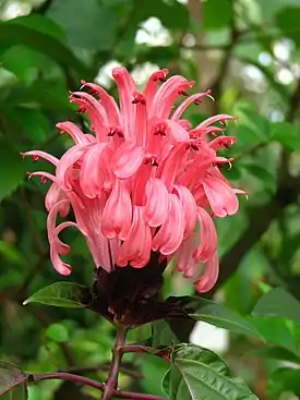 Isojaakonkukka Justicia carnea