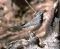 Isopeukaloinen (Campylorhynchus brunneicapillus)