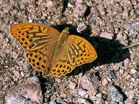 Keisarinviitta (Argynnis paphia)