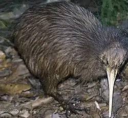 Ruskokiivi (Apteryx australis)