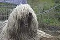 Komondor (53, Unkari)