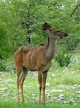 Isokudunaaras Etoshan luonnonpuistossa Namibiassa