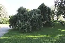 Kyynelkoivuja ryhmässä Hatanpään arboretumissa.