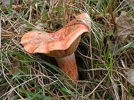 Männynleppärousku (Lactarius deliciosus)