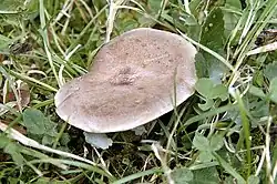 Lactarius trivialis - haaparousku