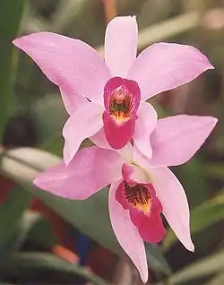 Laelia anceps