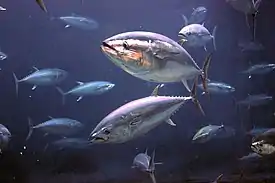 Tonnikaloja (Thunnus thynnus)