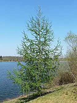 Henrinlehtikuusi Ranskassa