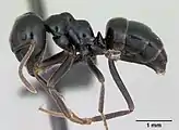 Alasuku Lasius (Dendrolasius): paperimuurahainen (Lasius fuliginosus)