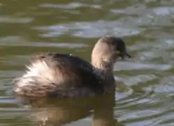 Kääpiöuikku (Tachybaptus dominicus)