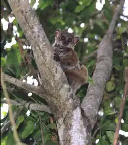 Lepilemur aeeclis