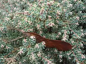 Acrothamnus colensoi