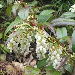 Rotkovititerttu (Leucothoë fontanesiana)