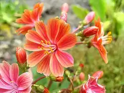 Lewisia cotyledon