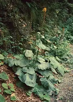 Siperiannauhus (Ligularia sibirica)