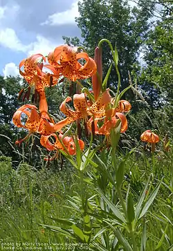 Lilium michiganense