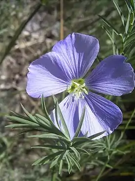 Kalliopellava (Linum austriacum)