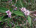 Lippia alba