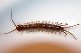 Ruskojuoksiainen (Lithobius forficatus)