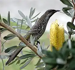 Pikkuhelttamesikko (Anthochaera chrysoptera)