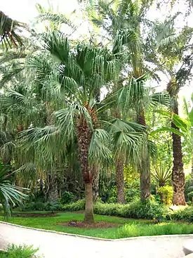 Kiinansädepalmu (Livistona chinensis).