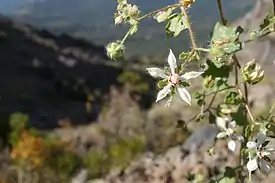 Loasa floribunda