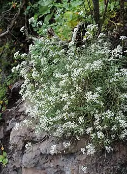 Kanarianpielus (Lobularia canariensis)