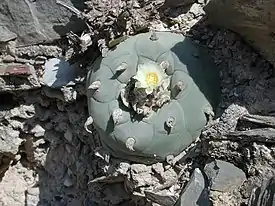 Lophophora diffusa on toinen meskaliinikaktusten suvun lajeista.