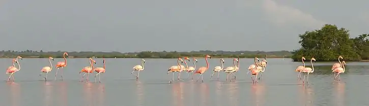 Flamingoja Manauren flamigojen mukaan nimetyllä suojelualueella (Santuario de Fauna y Flora Los Flamencos).