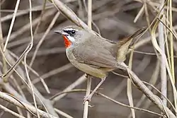 Rubiinisatakieli (Calliope calliope)