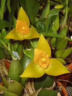 Tuoksulykaste (Lycaste aromatica)