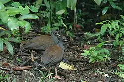 Australianisojalkoja (Megapodius reinwardt)