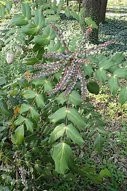 Japaninmahonia (Mahonia japonica)