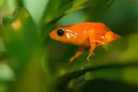 Kultamantella (Mantella aurantiaca)