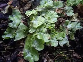 Palokeuhkosammal (Marchantia polymorpha)