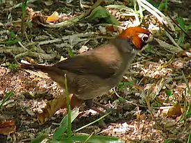 Valkonaamasirkku (Melozone biarcuata)